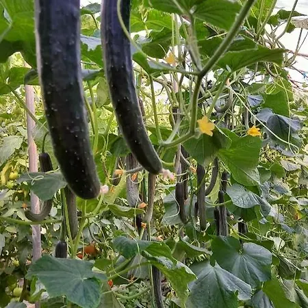 호텔 Margarita 라가나스