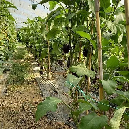 玛格丽塔酒店-全包式 拉加纳斯